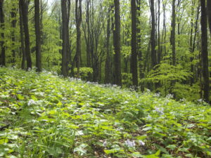 Amber Trail II - Gallery